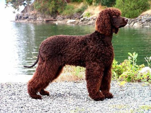описание породы собак ирландский водяной спаниель
