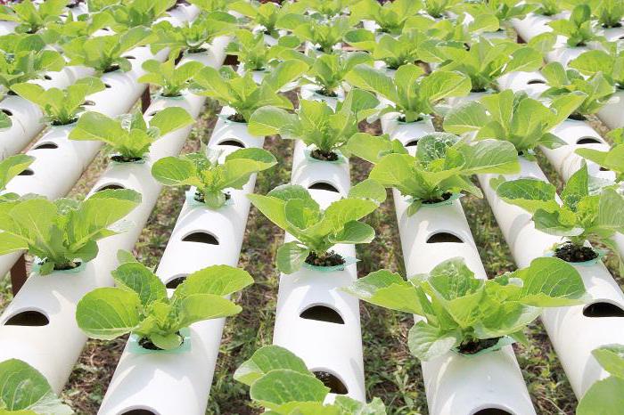 гидропонная установка для выращивания зелени в теплице