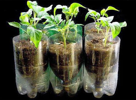 гидропонная установка для выращивания зелени и лука