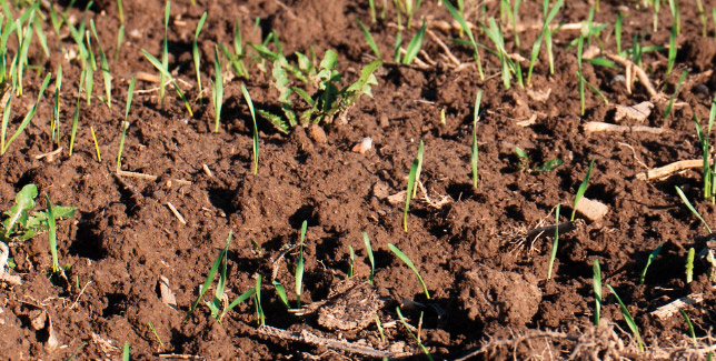Способы обработки почвы: технологические операции и задачи