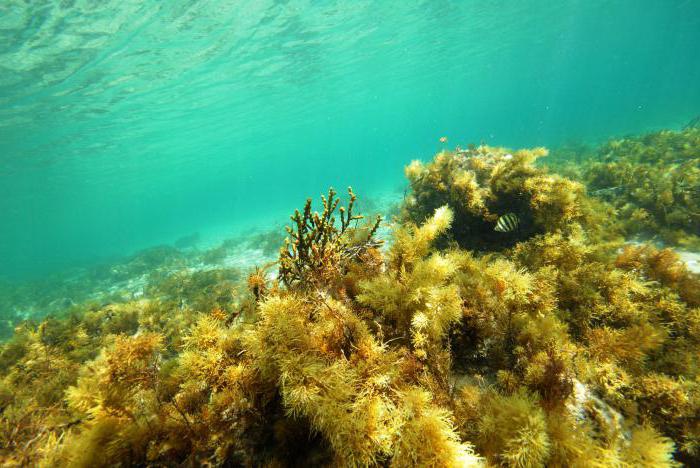 Какие биологические ресурсы находятся Баренцевом моря