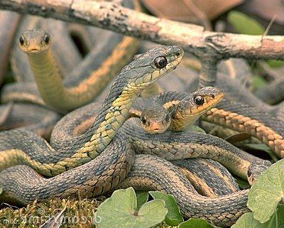 змеи ростовской области фото