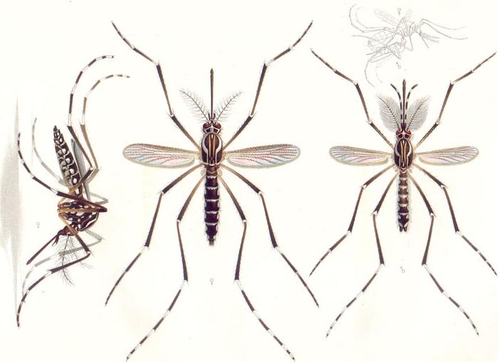 виды комаров фото