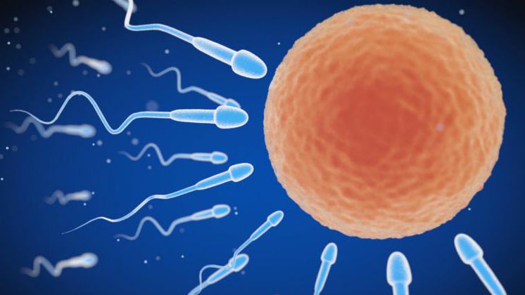 Агглютинация сперматозоидов что значит