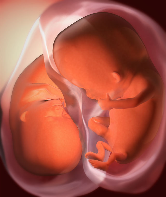 Размер плода на 10 неделе беременности: развитие малыша и ощущения мамы