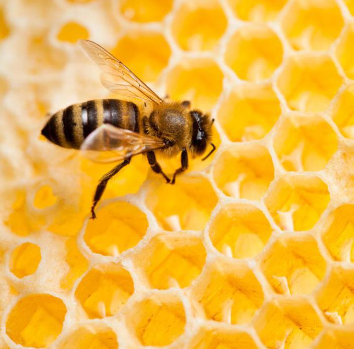 чернокленовый мед полезные свойства и противопоказания