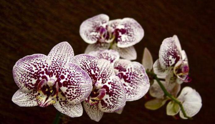 орхидея фаленопсис где растет