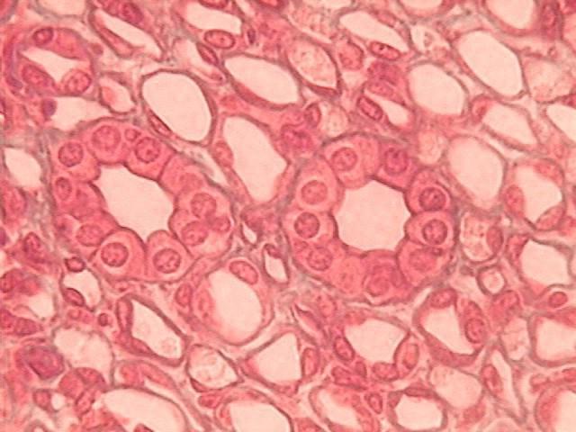 строение клетки эпителиальной ткани