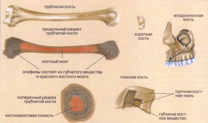 классификация костей по форме