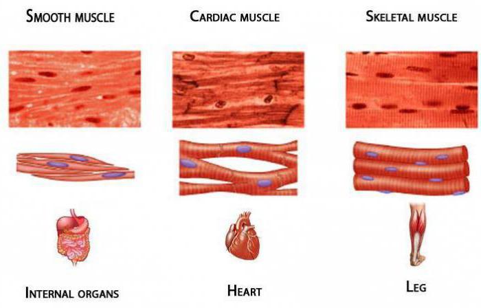 классификация мышц человека