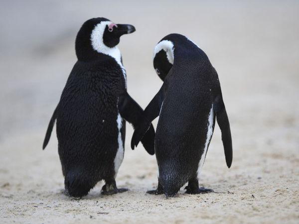 африканский пингвин птенец