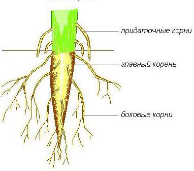 строение корня проростка фасоли