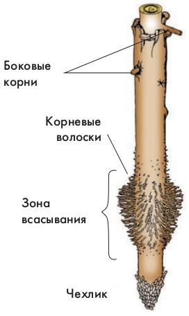 внутреннее строение корня