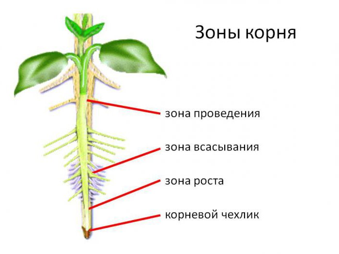 строение корня растения