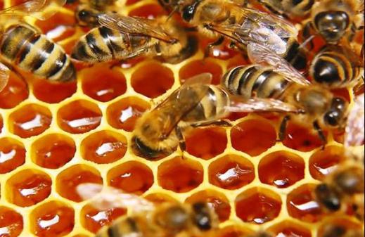 мед подсолнечный свойства