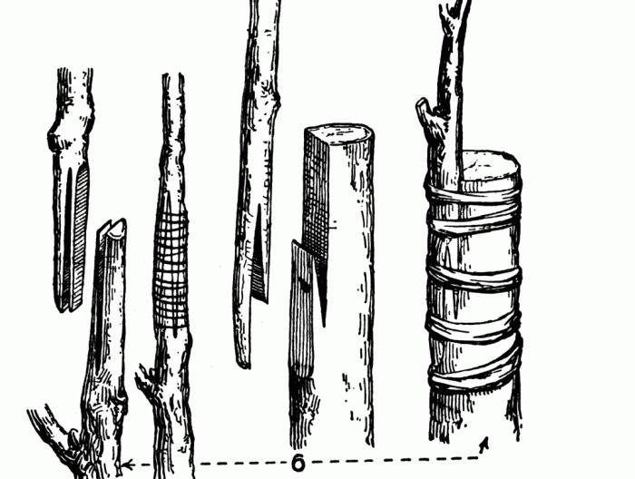 прививка винограда на старый куст весной