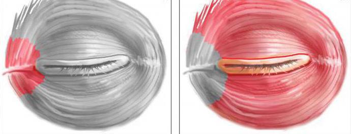 функция круговой мышцы глаза