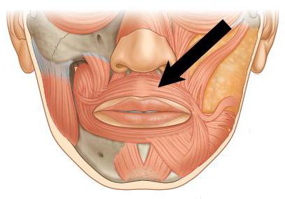 функция круговой мышцы глаза и круговой мышцы рта