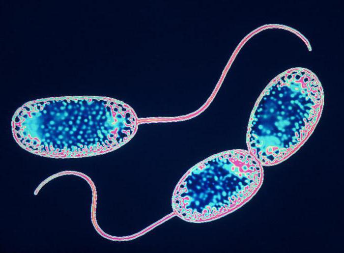 бактерии нитрифицирующие