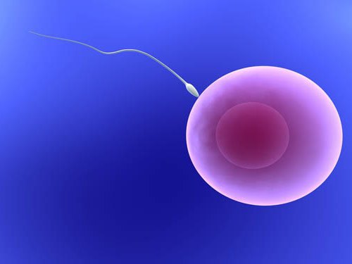 Прикрепление эмбриона к матке на какой день после переноса