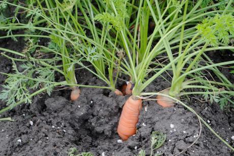 урожай и посев морковь канада f1