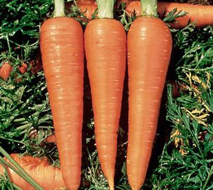 канада f1 canada морковь