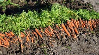 морковь канада f1 посев