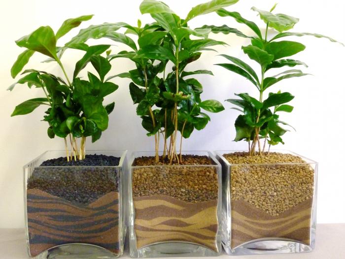 растение кофе арабика