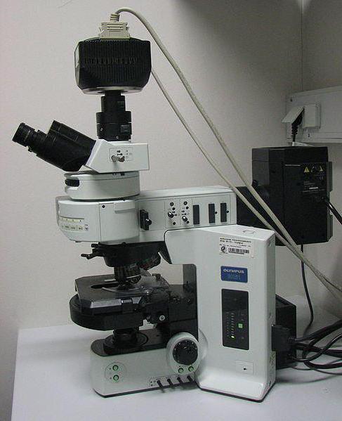 люминесцентная микроскопия 