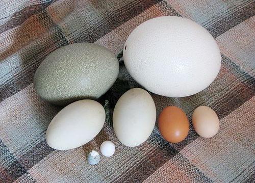особенности строения яйца птицы