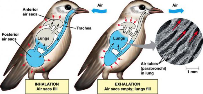 дыхательная система птиц