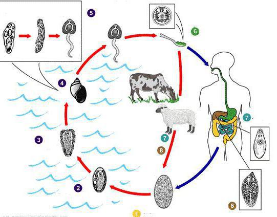 печеночный сосальщик строение