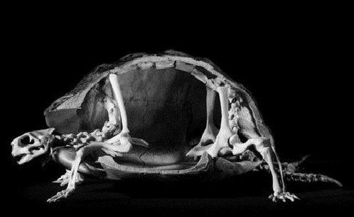 скелет черепахи особенности строения