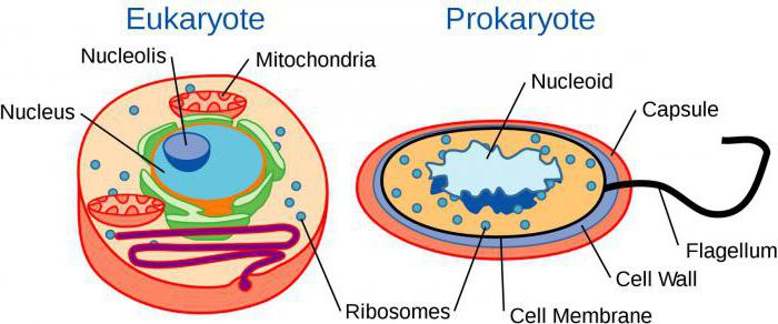 строение клетки прокариот