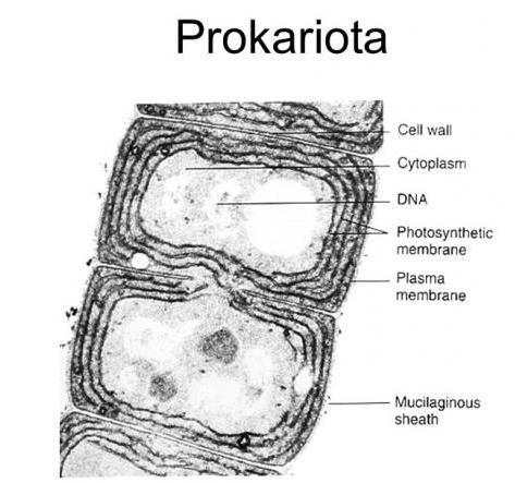 какие организмы относятся к прокариотам