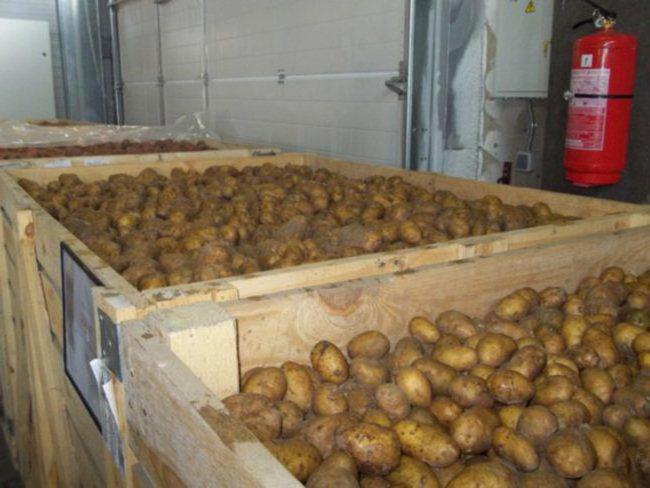 сроки уборки урожая картофеля