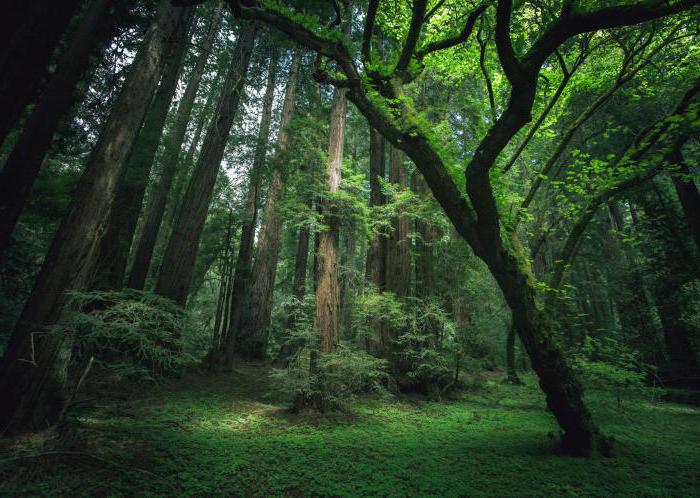  загадки про лес с ответами 