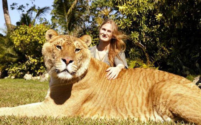 самый большой тигр в мире вес