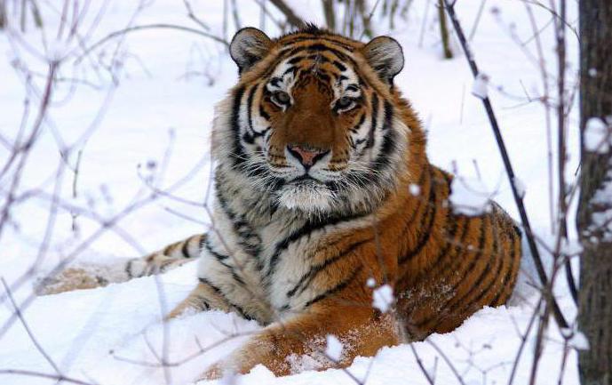 какой тигр самый большой в мире