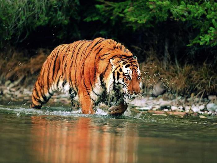 самый большой тигр в мире
