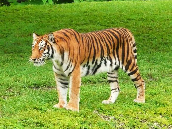 самые большие тигры в мире