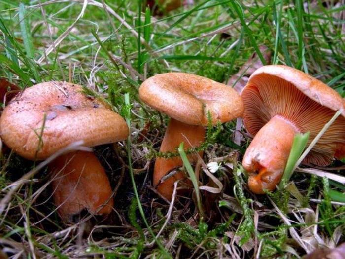 где растут рыжики грибы