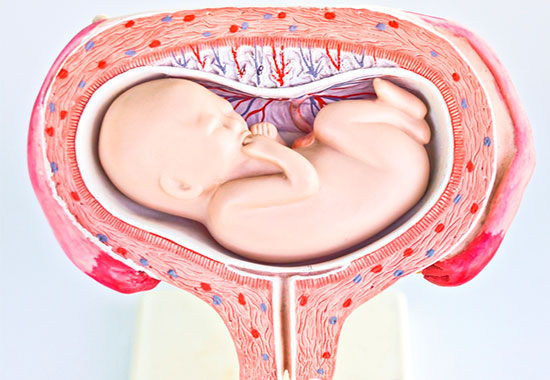 поперечное положение эмбриона
