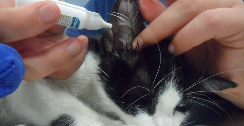 заболевание ушей у кошки лечение