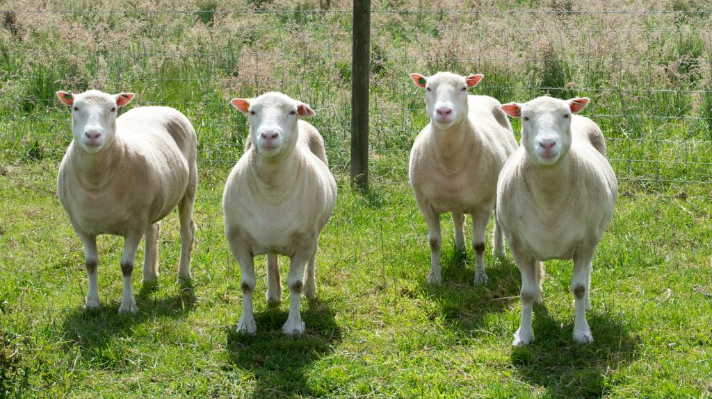 клоны овец