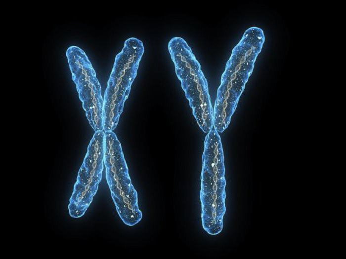 где находятся хромосомы в растительной клетке