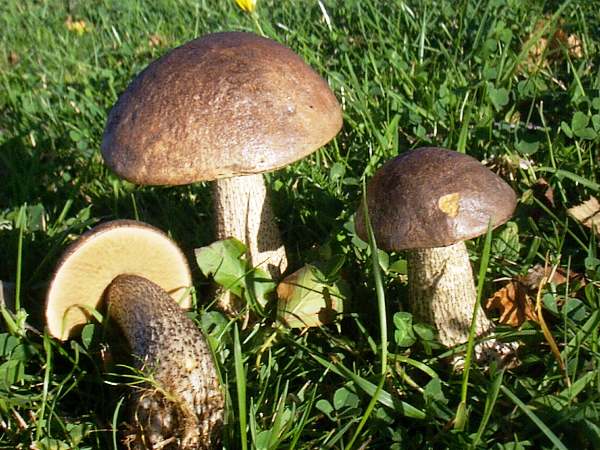 Какие грибы вступают в симбиоз с деревьями
