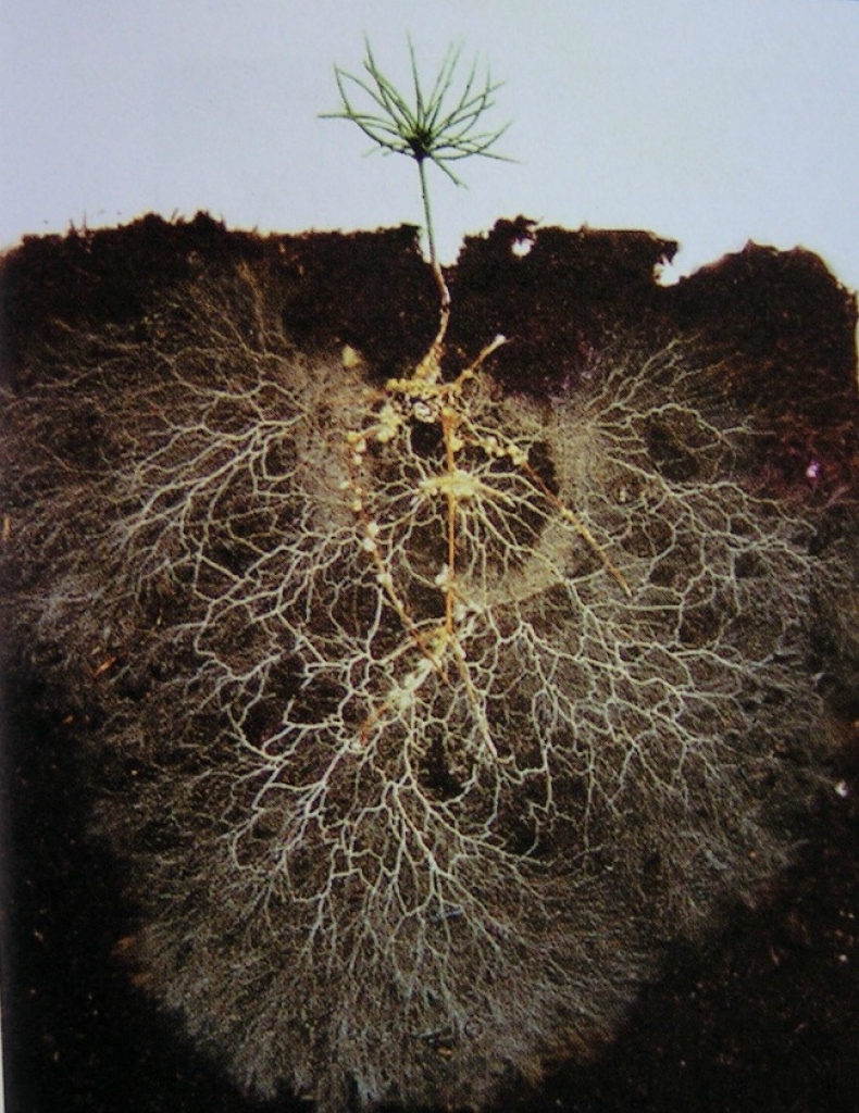 Симбиоз гриба и корней деревьев