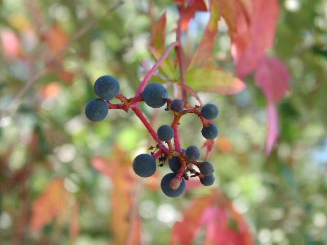 Плоды бешеного винограда