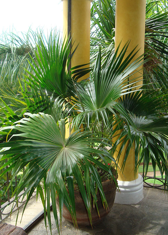 пальма ливистона